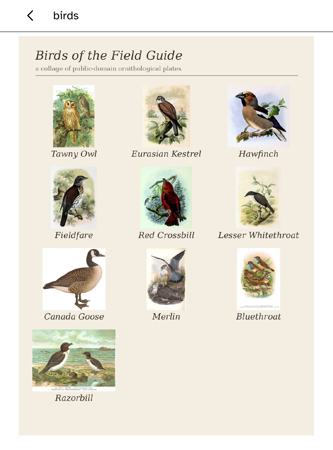 Birds: Birds colour