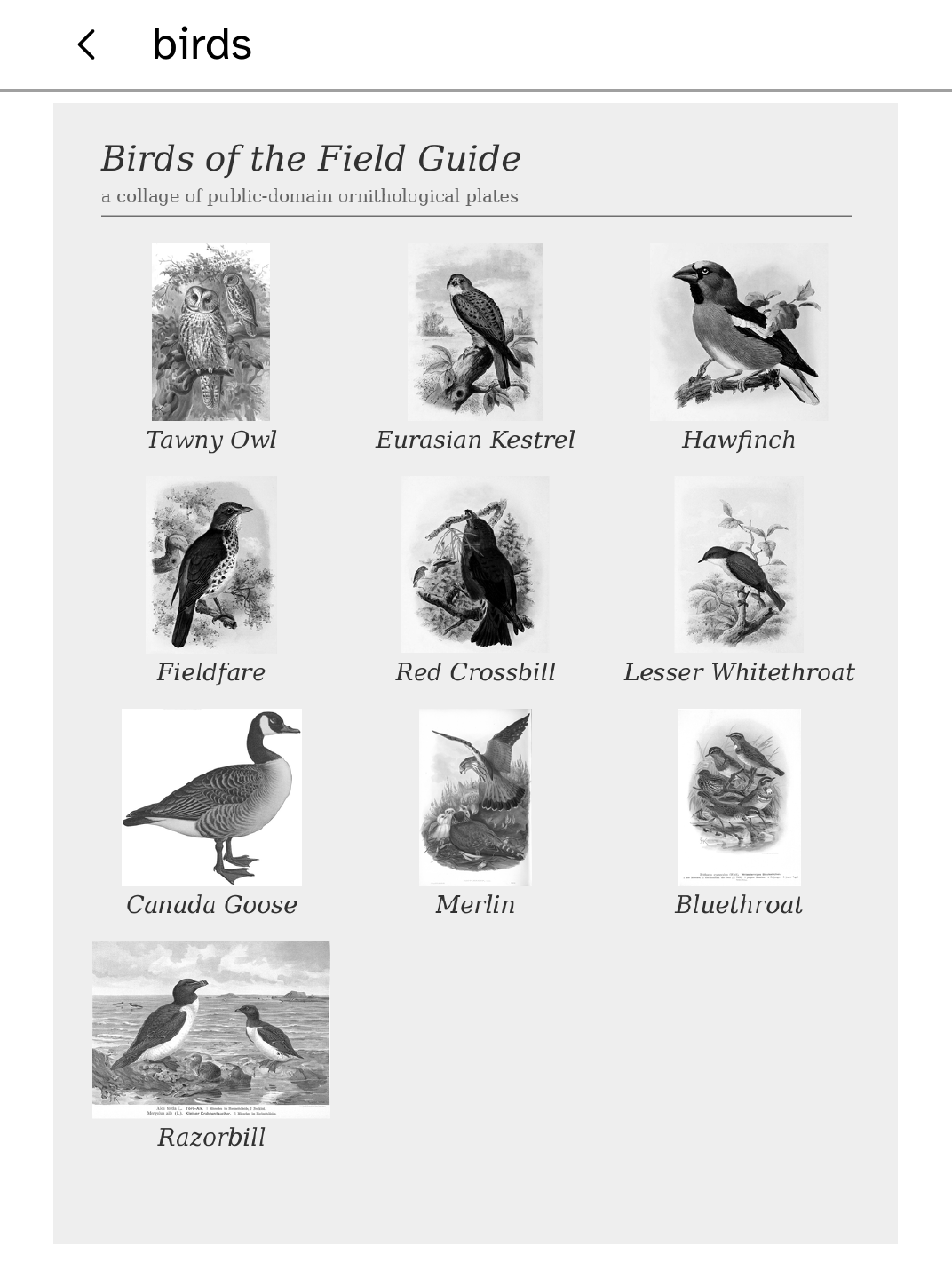 Birds: Birds xl